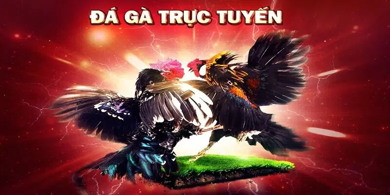 Ưu điểm của đá gà trực tuyến người chơi cần biết